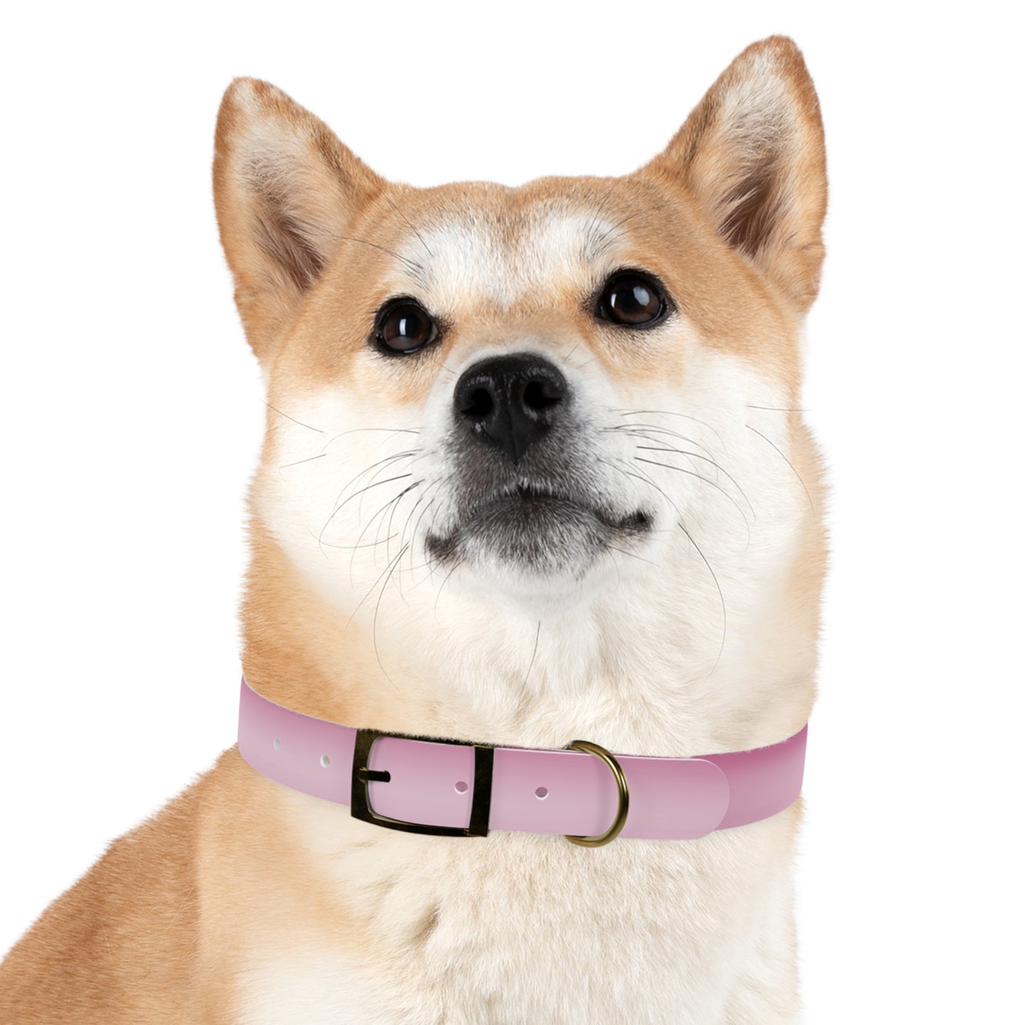 Pink Blush Fade Large Dog Collar