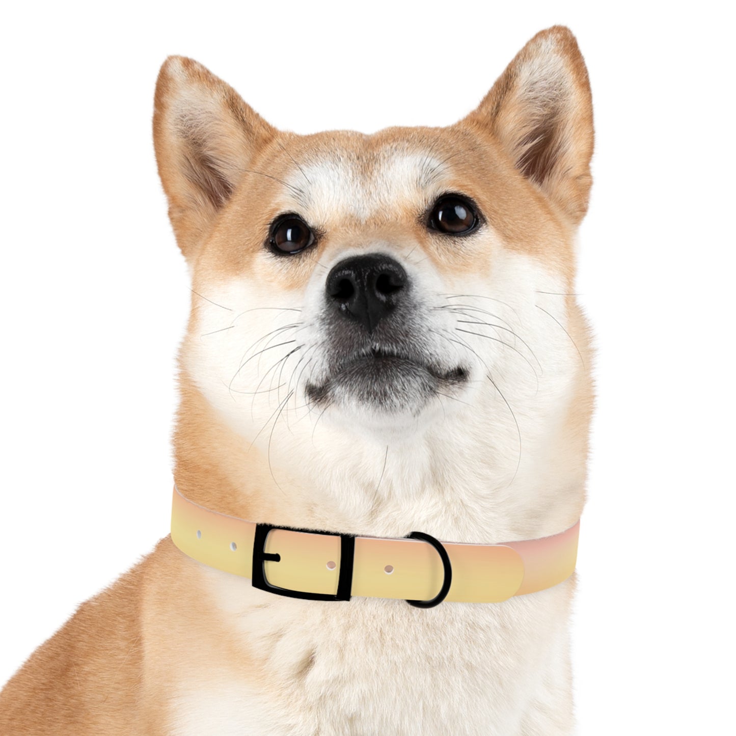 Hot Peach Fade Medium Dog Collar