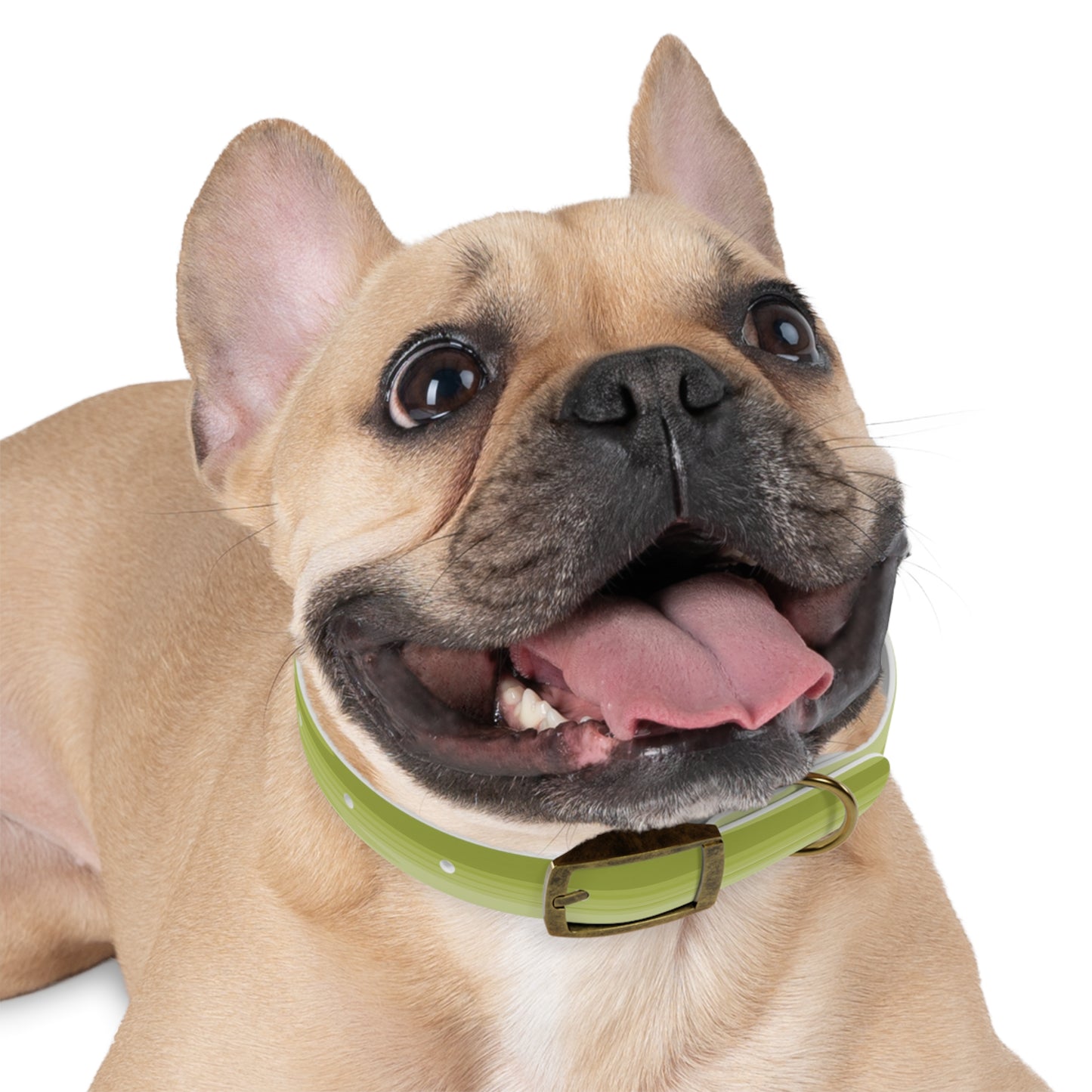 Lemon Wavey Small Dog Collar
