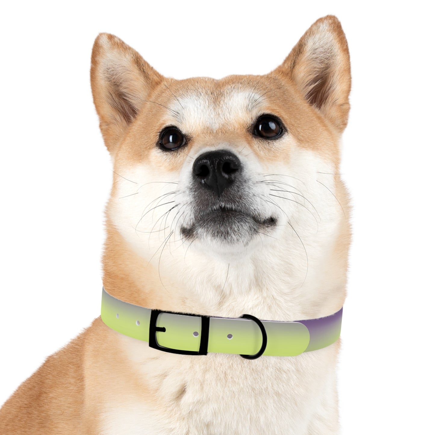 Purple Golden Fade Large Dog Collar