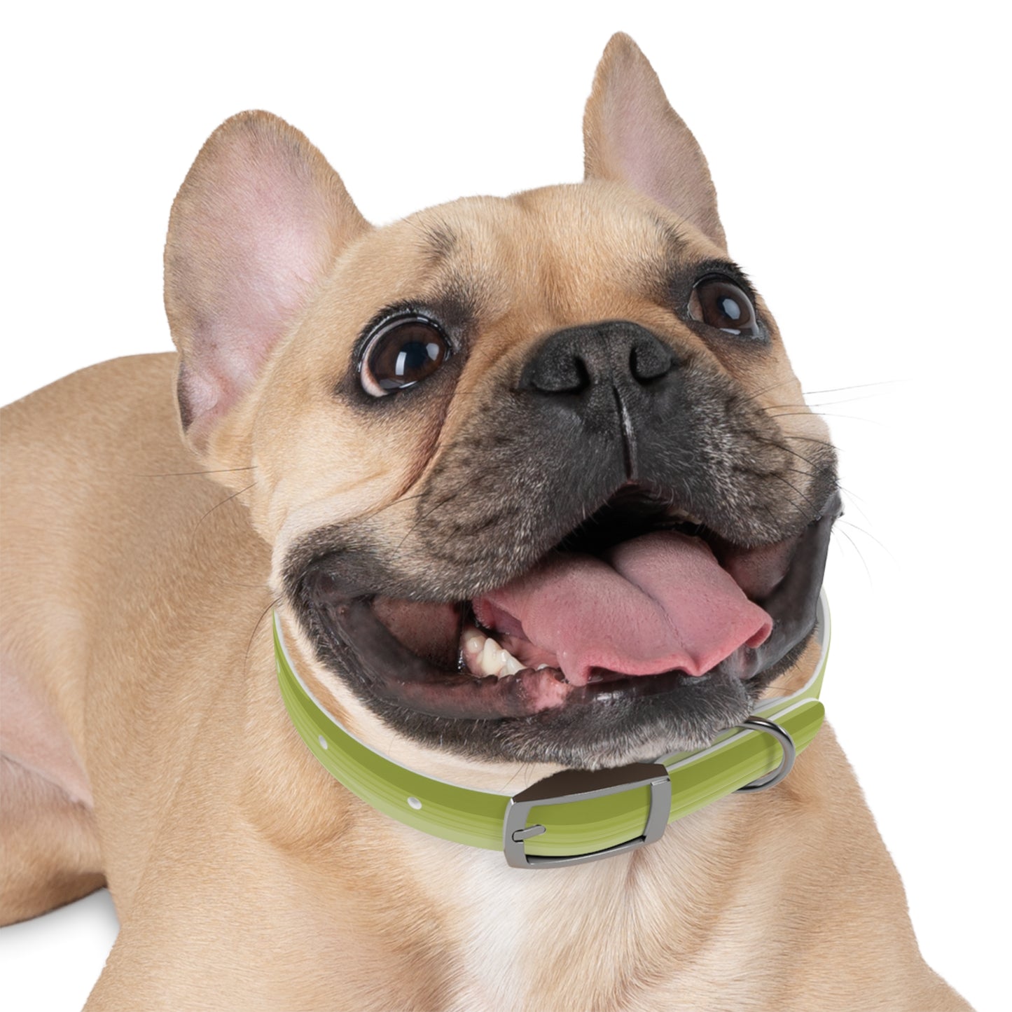 Lemon Wavey Small Dog Collar