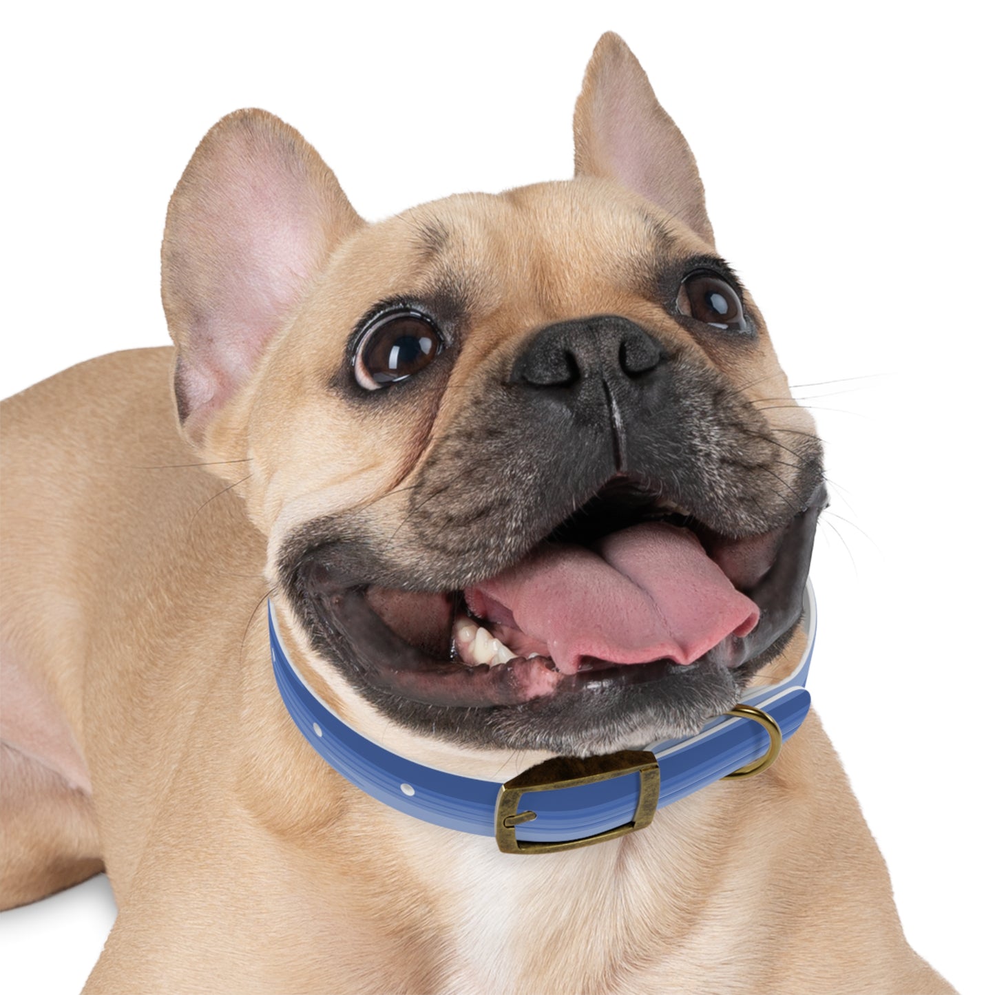 Deep Blue Wavey Small Dog Collar