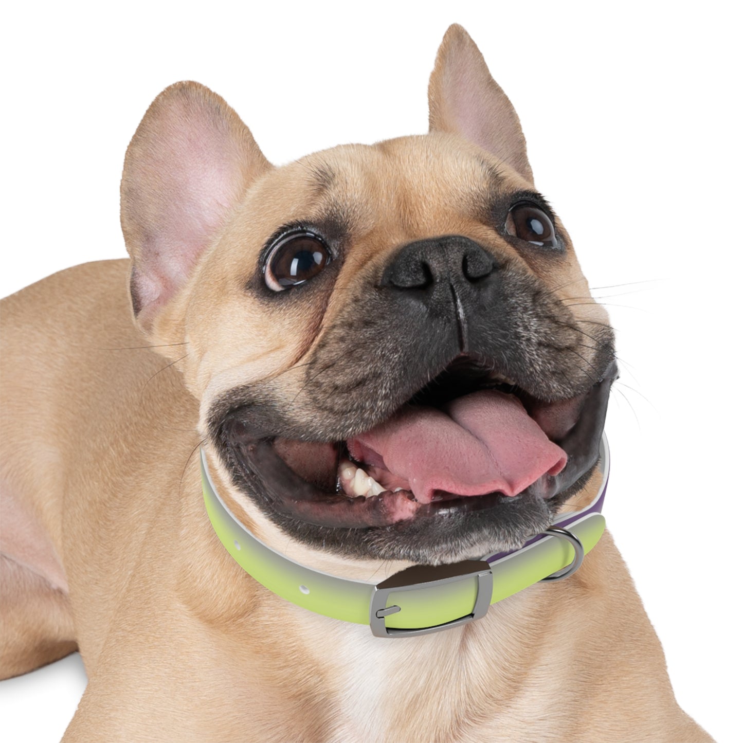 Purple Golden Fade Small Dog Collar