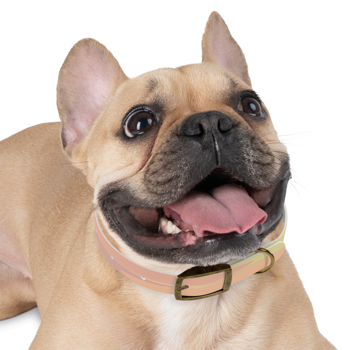 Pastel Hot Peach Patches Small Dog Collar