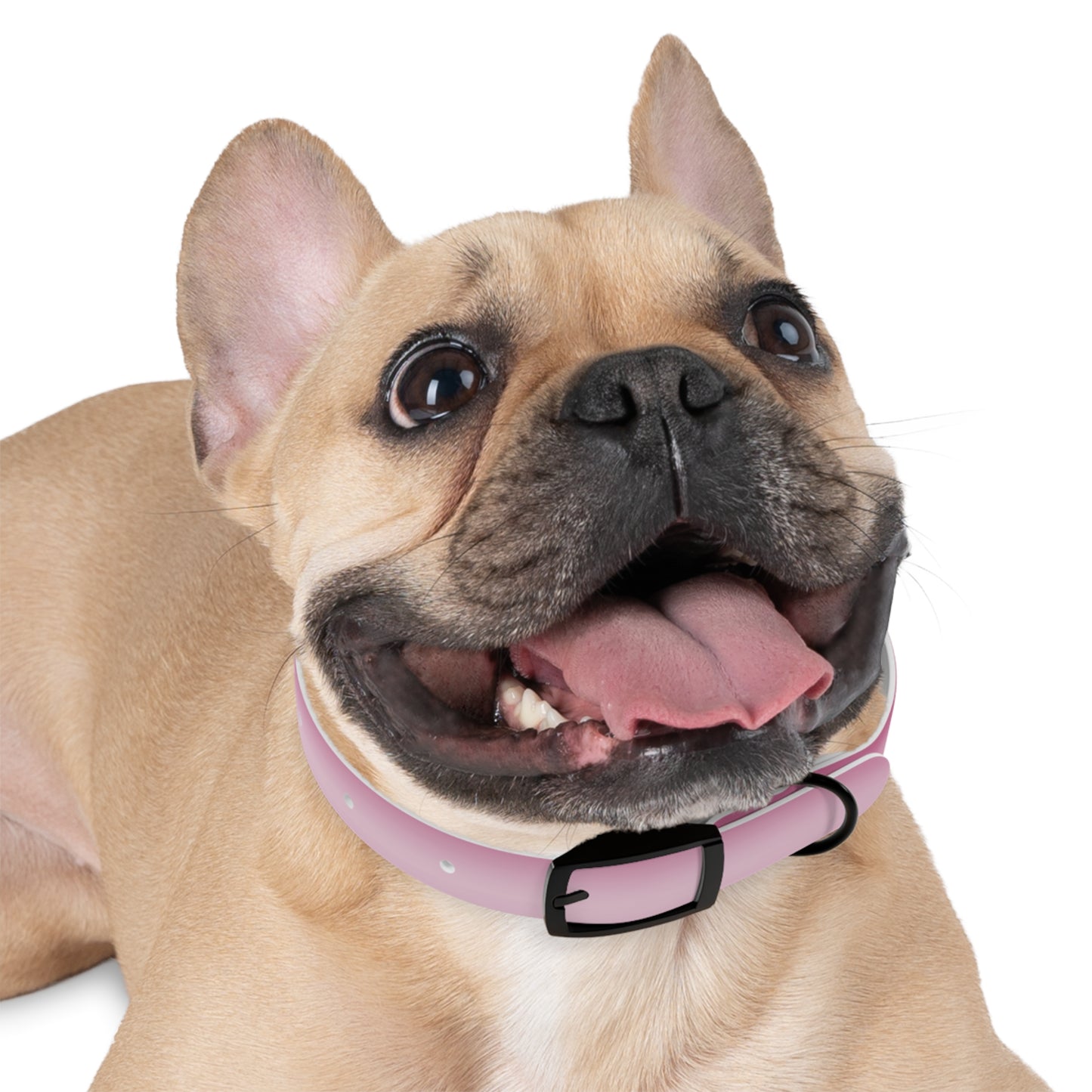 Pink Blush Fade Small Dog Collar