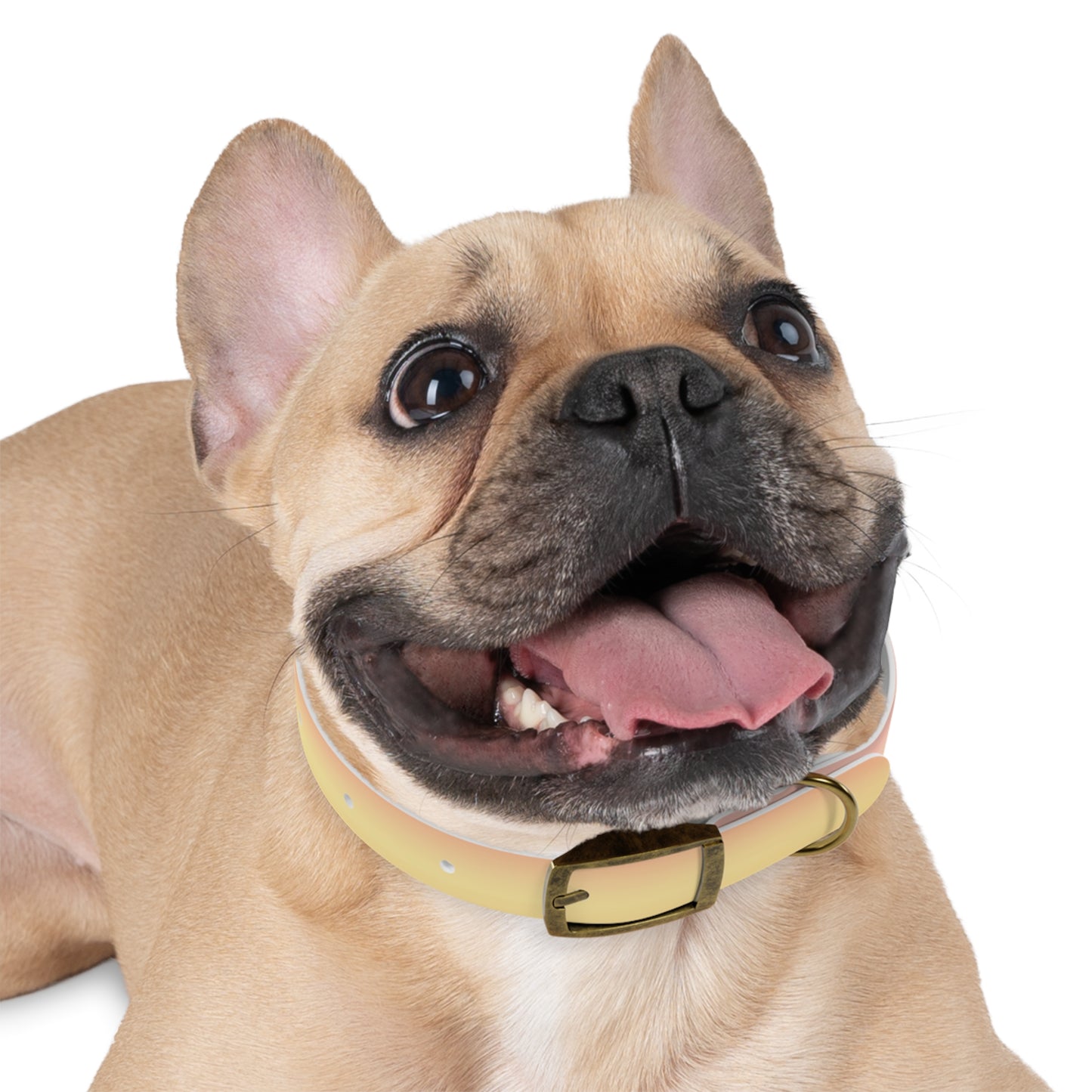 Hot Peach Fade Small Dog Collar