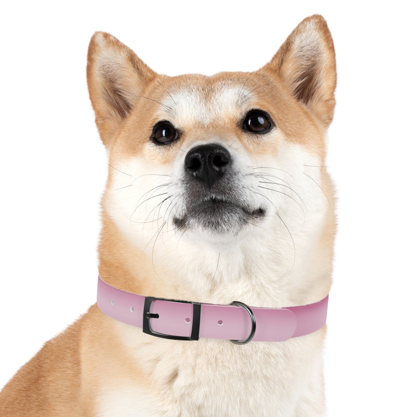 Pink Blush Fade Medium Dog Collar