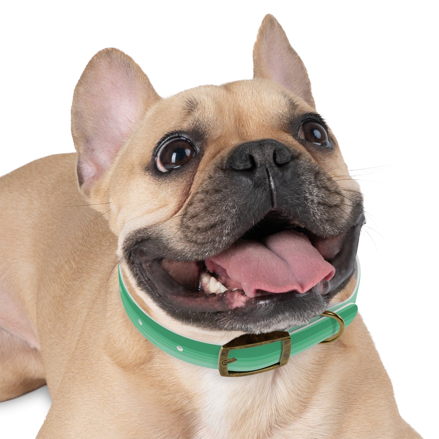 Mint Green Wavey Small Dog Collar