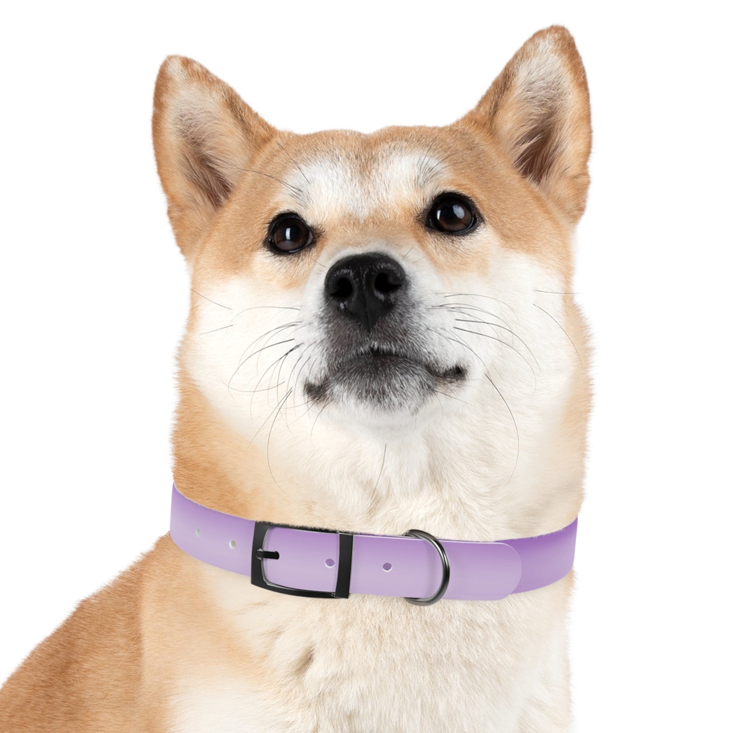 Soft Lavender Fade Large Dog Collar