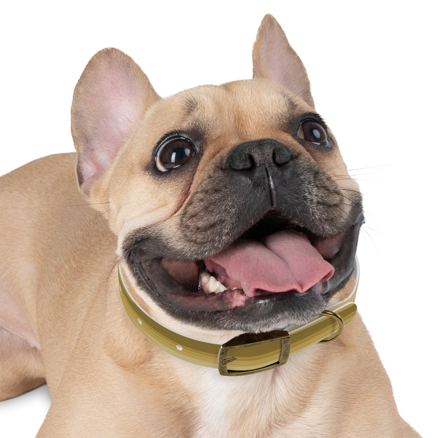 Brown Wavey Small Dog Collar
