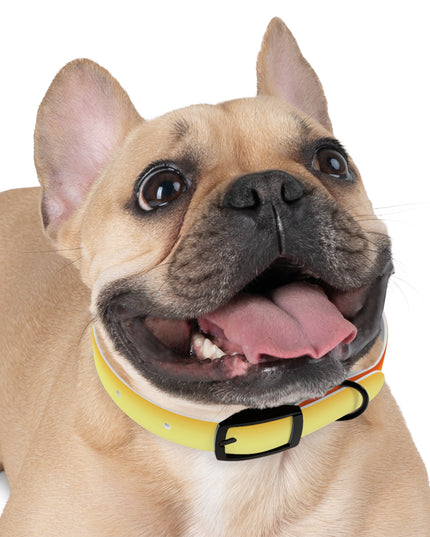 Phoenix Fade Small Dog Collar