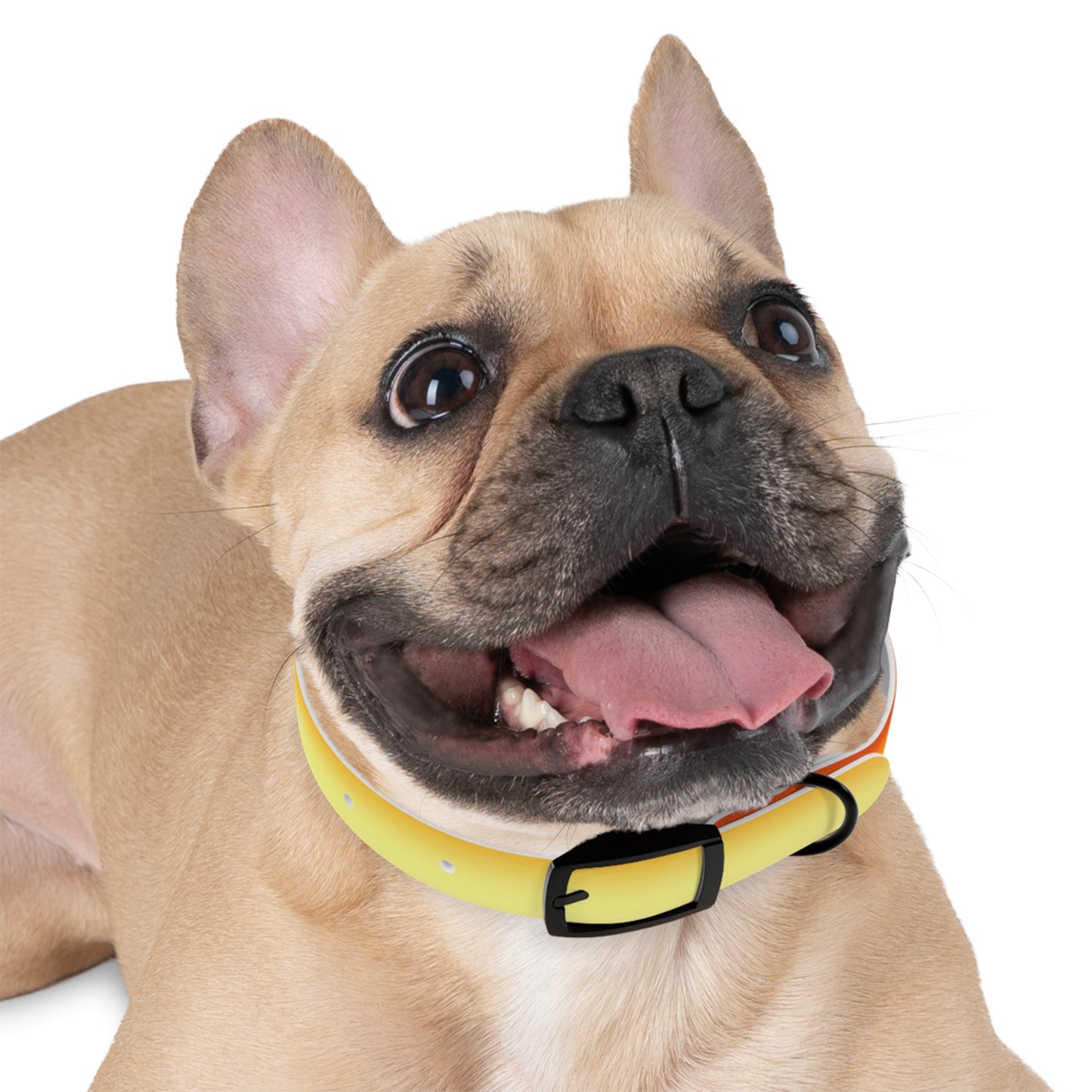 Phoenix Fade Small Dog Collar