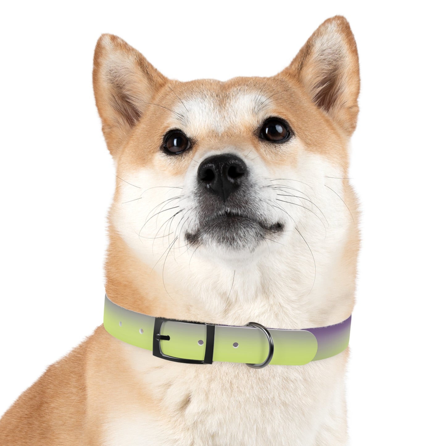 Purple Golden Fade Large Dog Collar