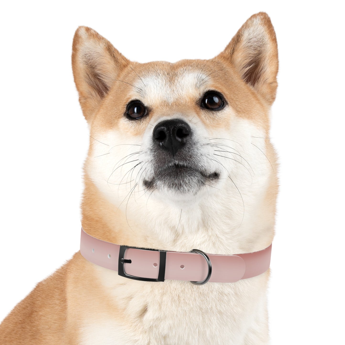 Rose Red Fade Medium Dog Collar