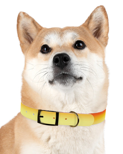 Phoenix Fade Medium Dog Collar