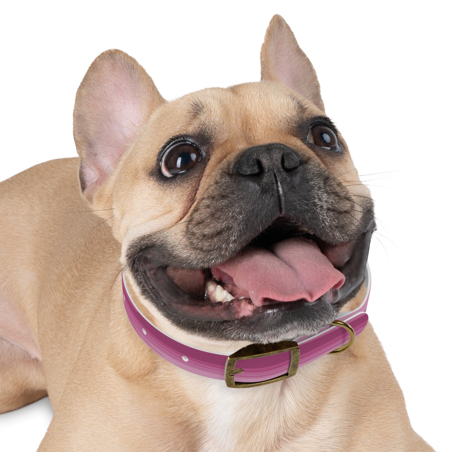 Wavey Purple Wavey Small Dog Collar