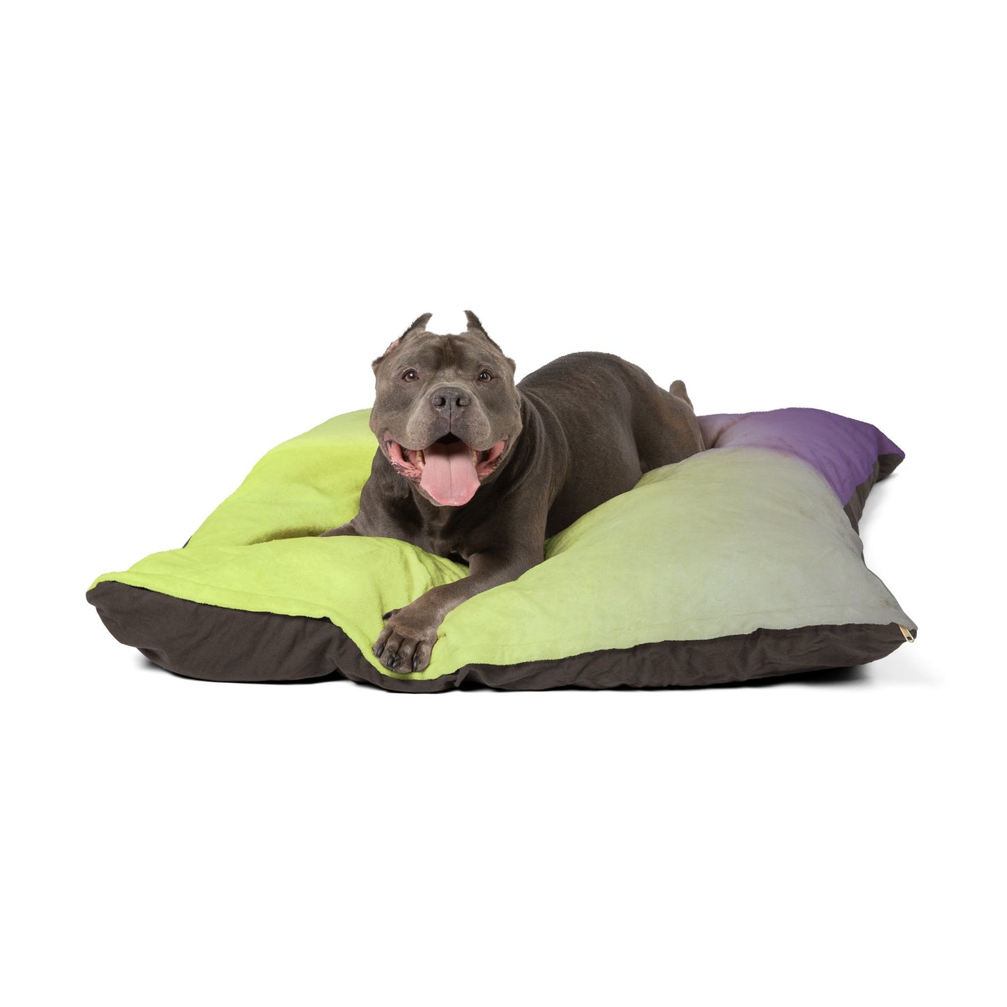 Purple Golden Fade 50" × 40" Pet Bed