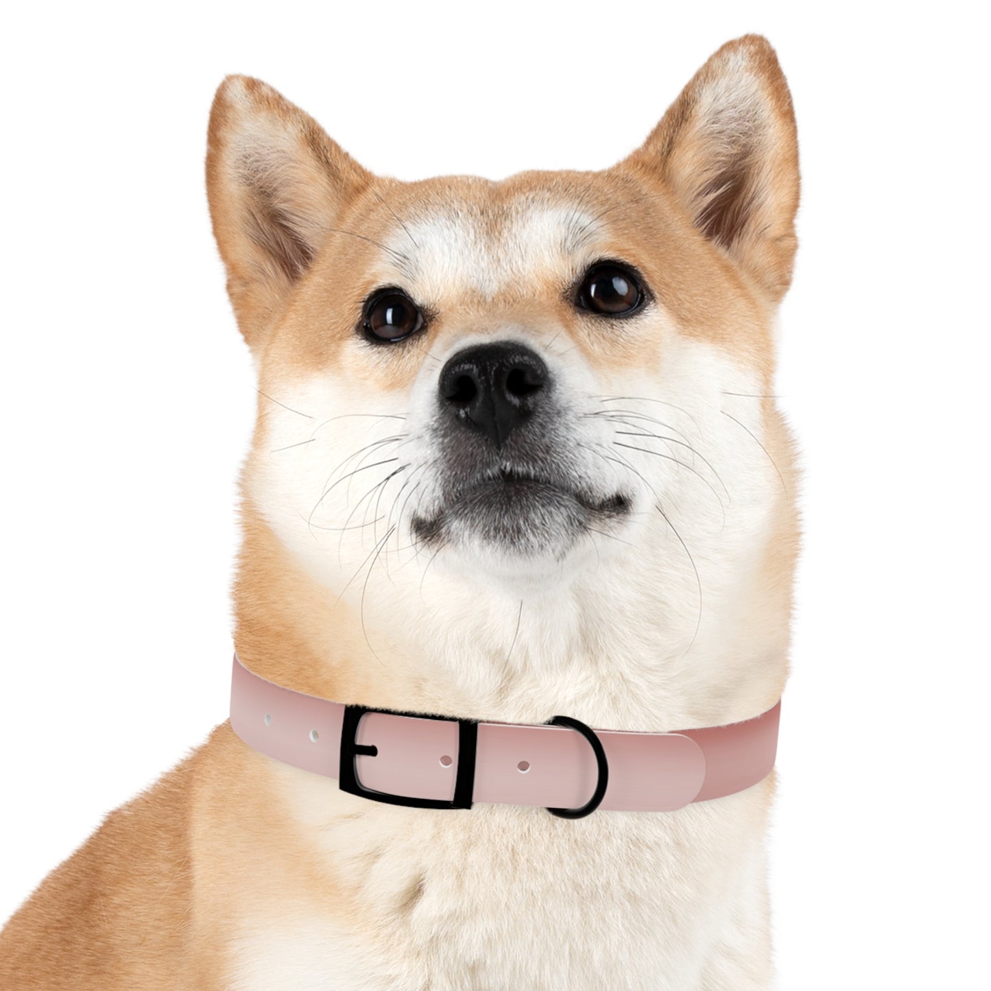 Rose Red Fade Extra Large Dog Collar