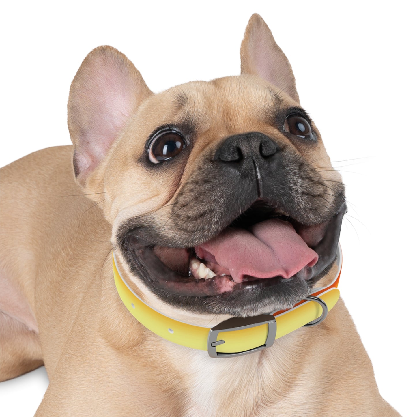 Phoenix Fade Small Dog Collar