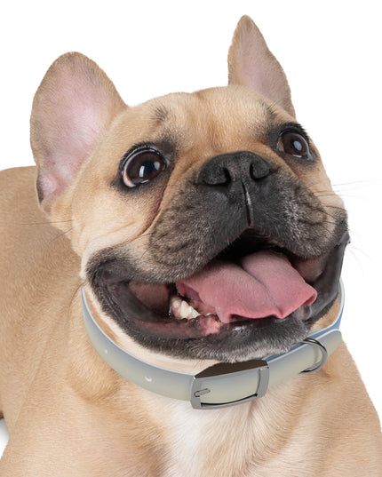 Cobalt Fade Small Dog Collar