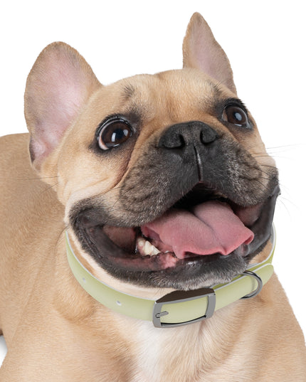 Lemon Fade Small Dog Collar