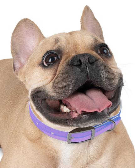 Pastel Purple Family Patches Small Dog Collar
