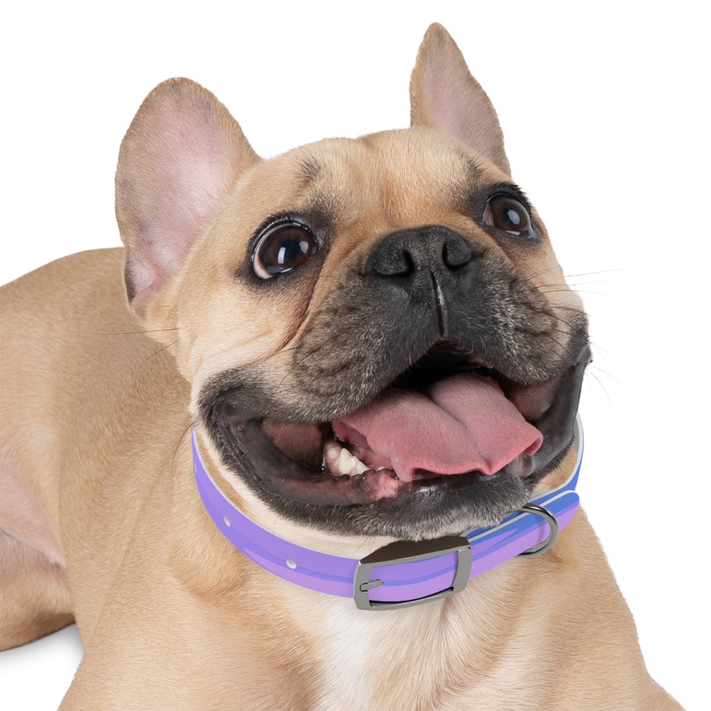 Pastel Purple Family Patches Small Dog Collar