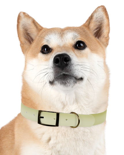 Lemon Fade Extra Large Dog Collar