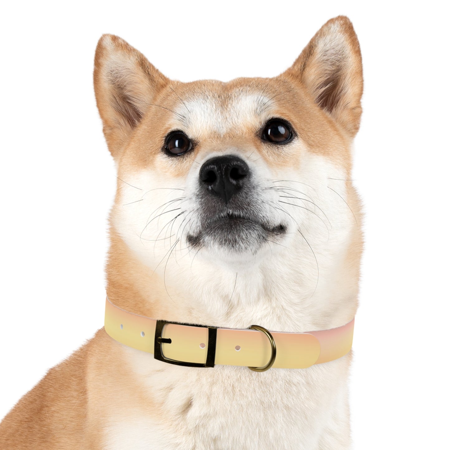 Hot Peach Fade Medium Dog Collar