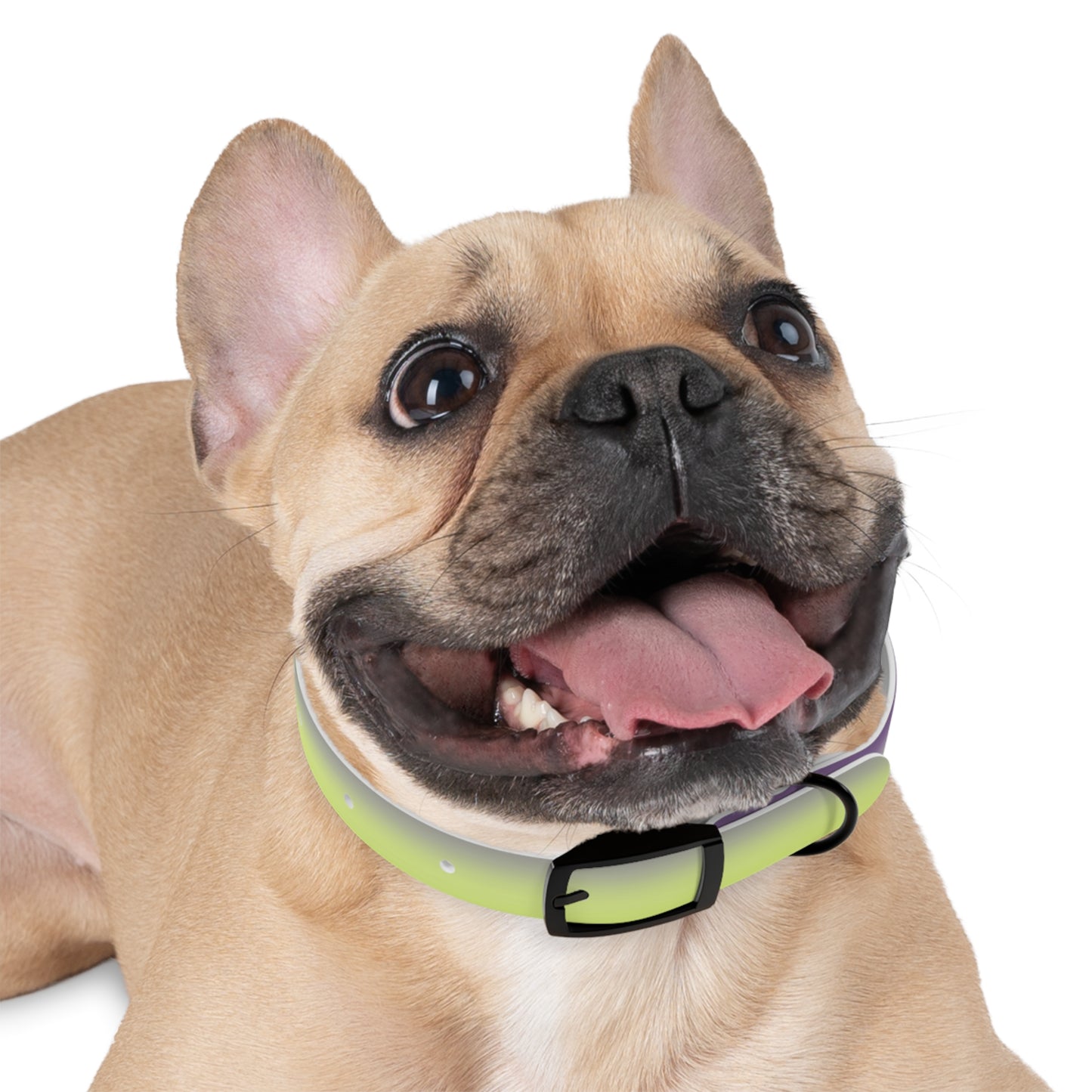 Purple Golden Fade Small Dog Collar