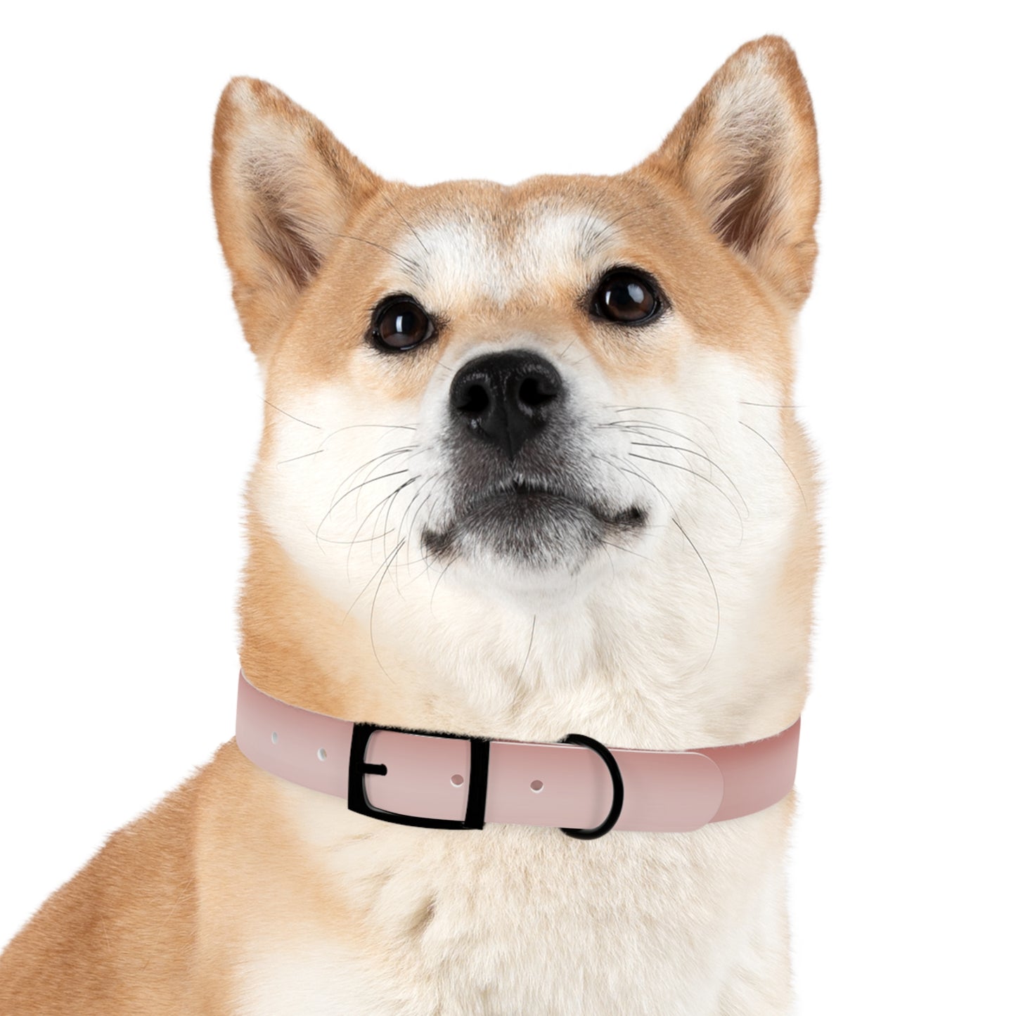 Rose Red Fade Large Dog Collar