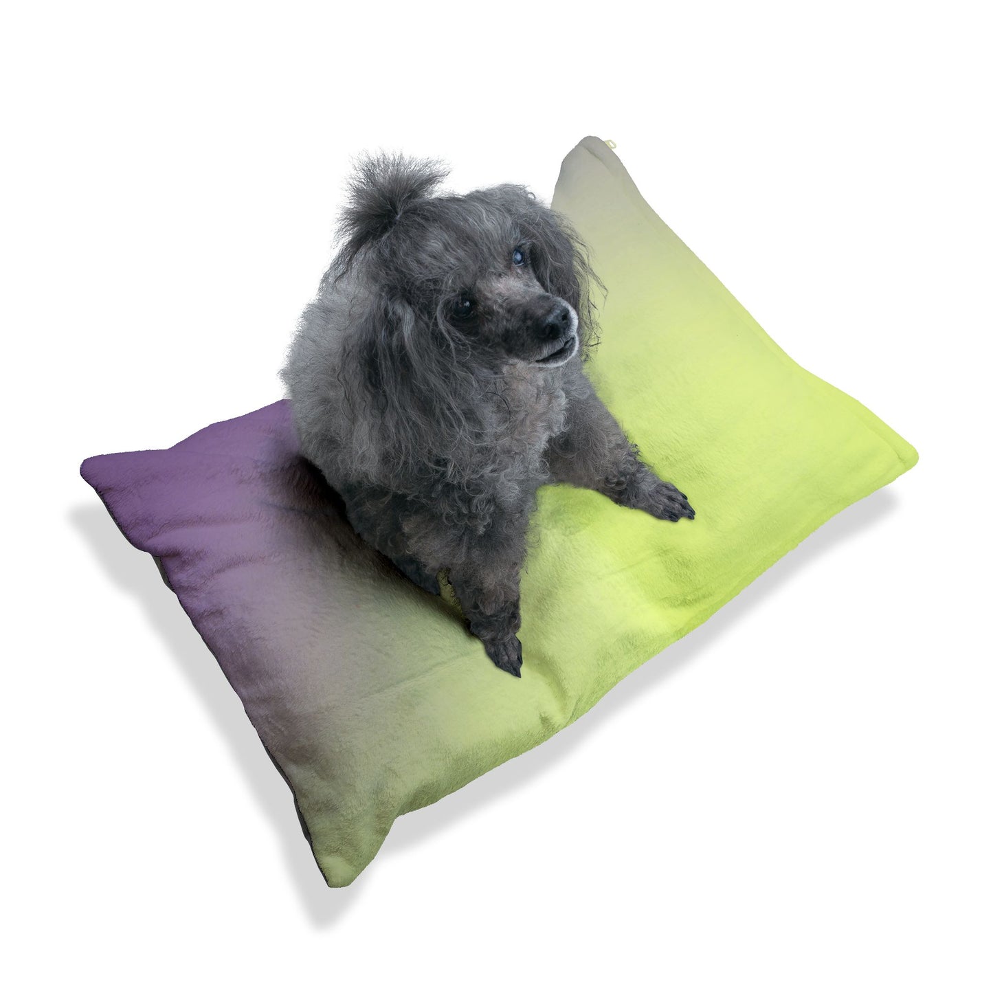 Purple Golden Fade 50" × 40" Pet Bed