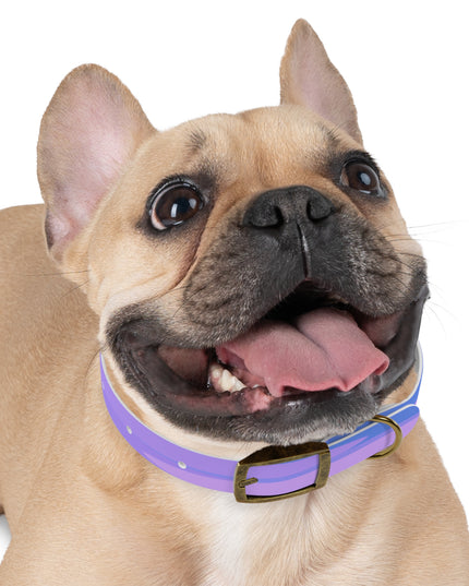 Pastel Purple Family Patches Small Dog Collar