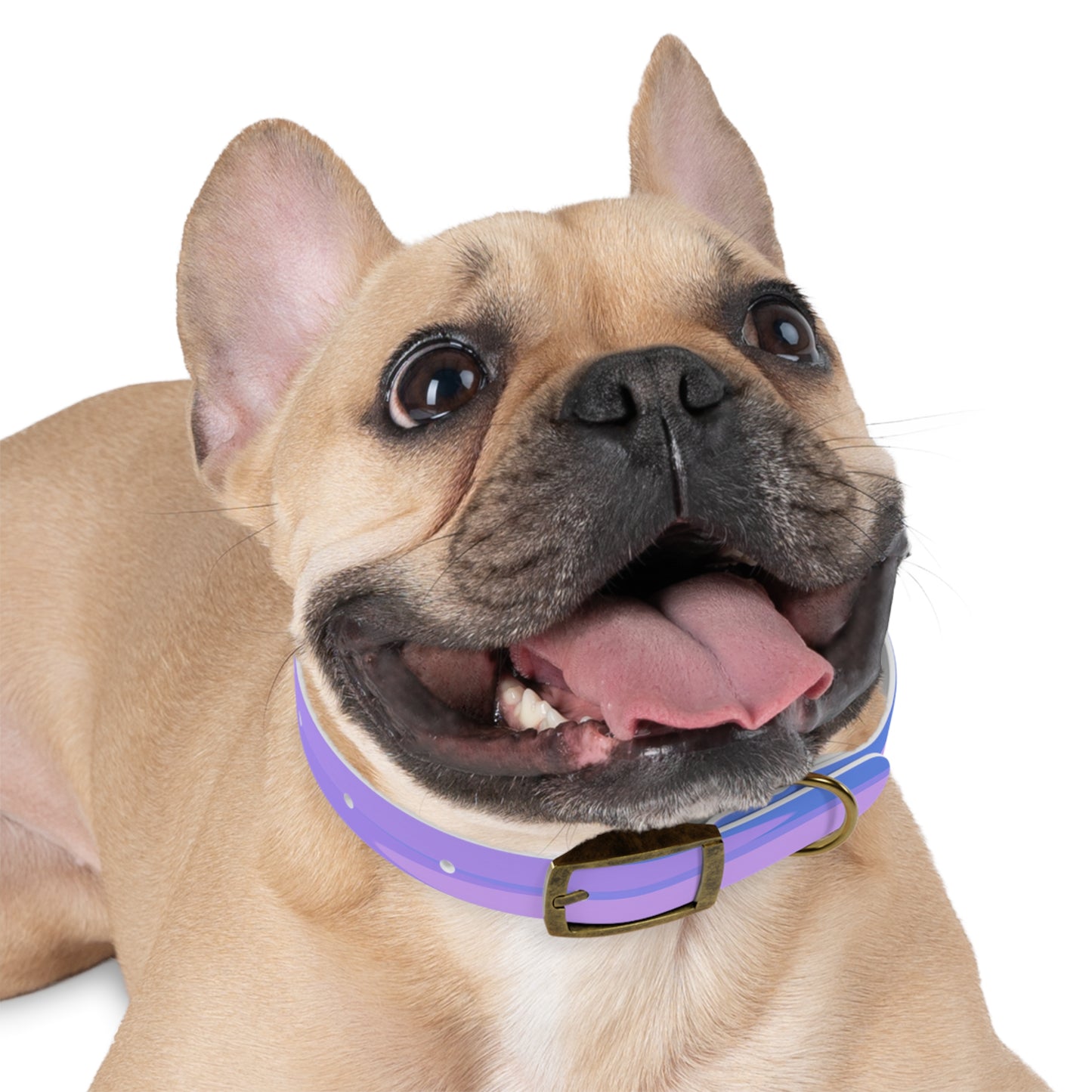 Pastel Purple Family Patches Small Dog Collar