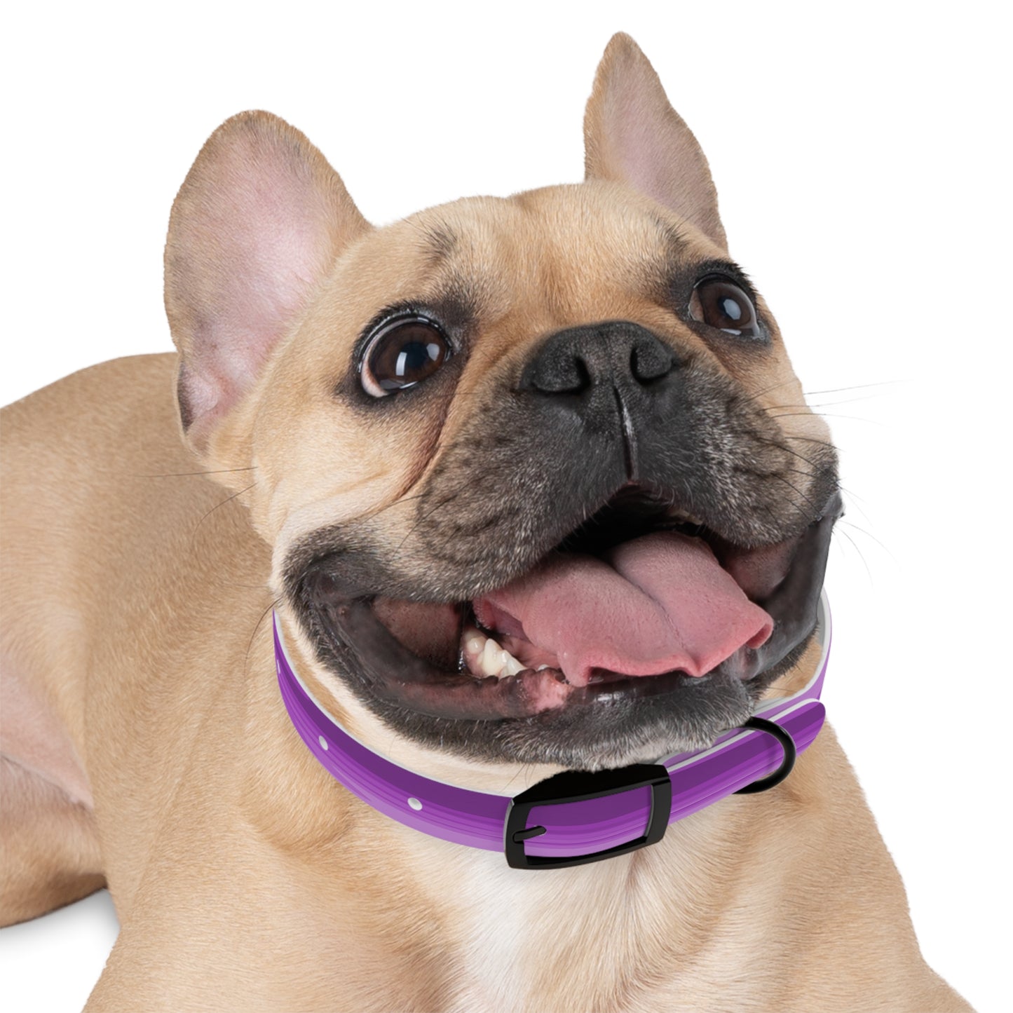 Wavey Purple Wavey Small Dog Collar