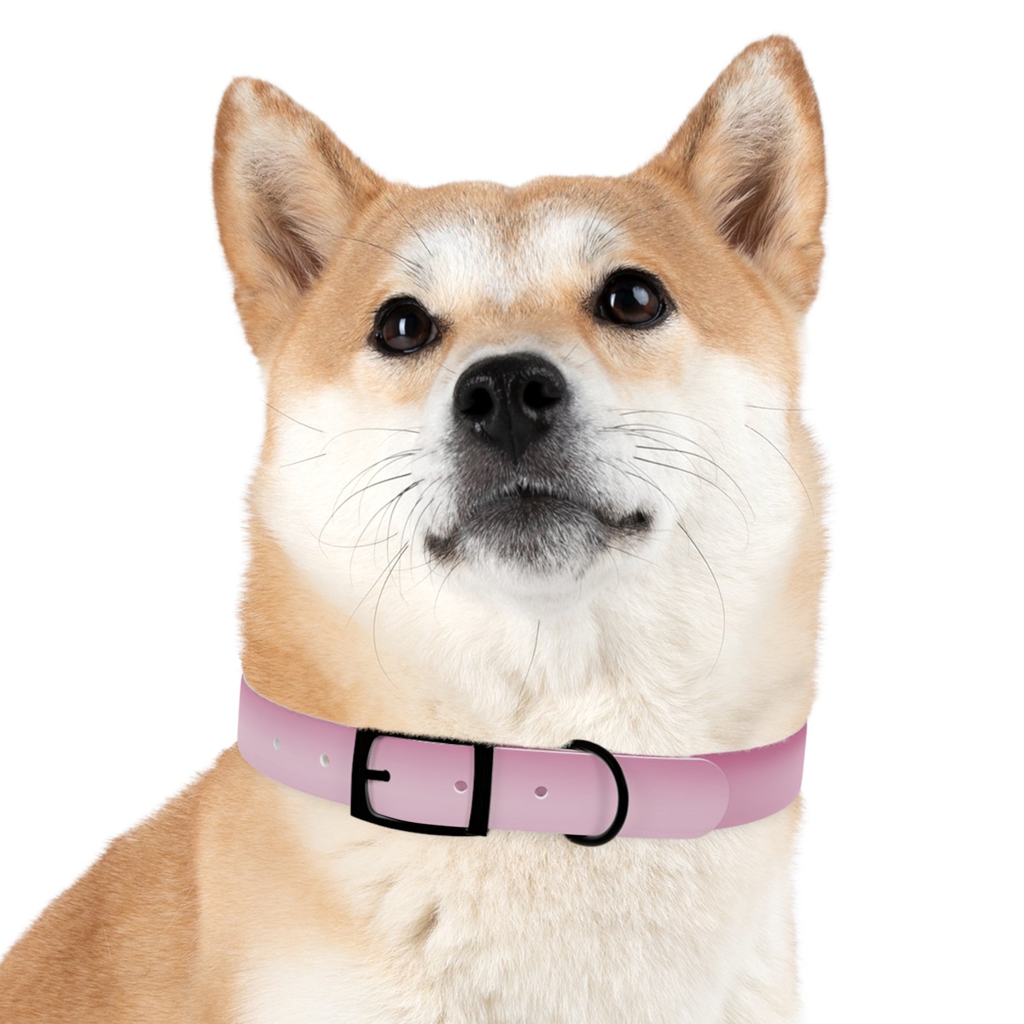 Pink Blush Fade Large Dog Collar