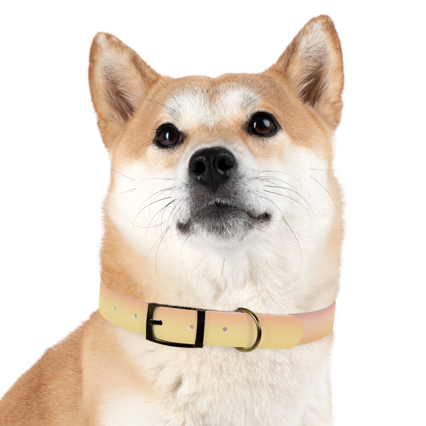 Hot Peach Fade Extra Large Dog Collar