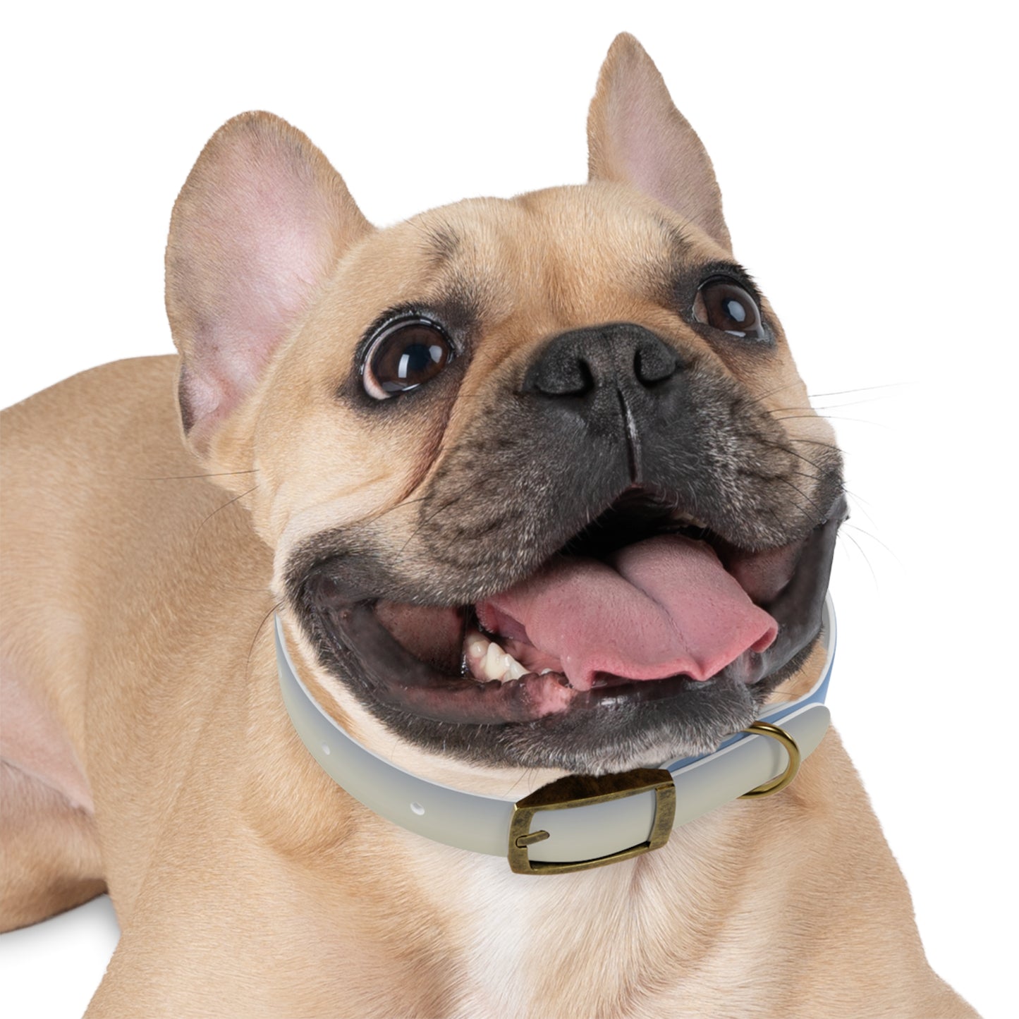 Cobalt Fade Small Dog Collar