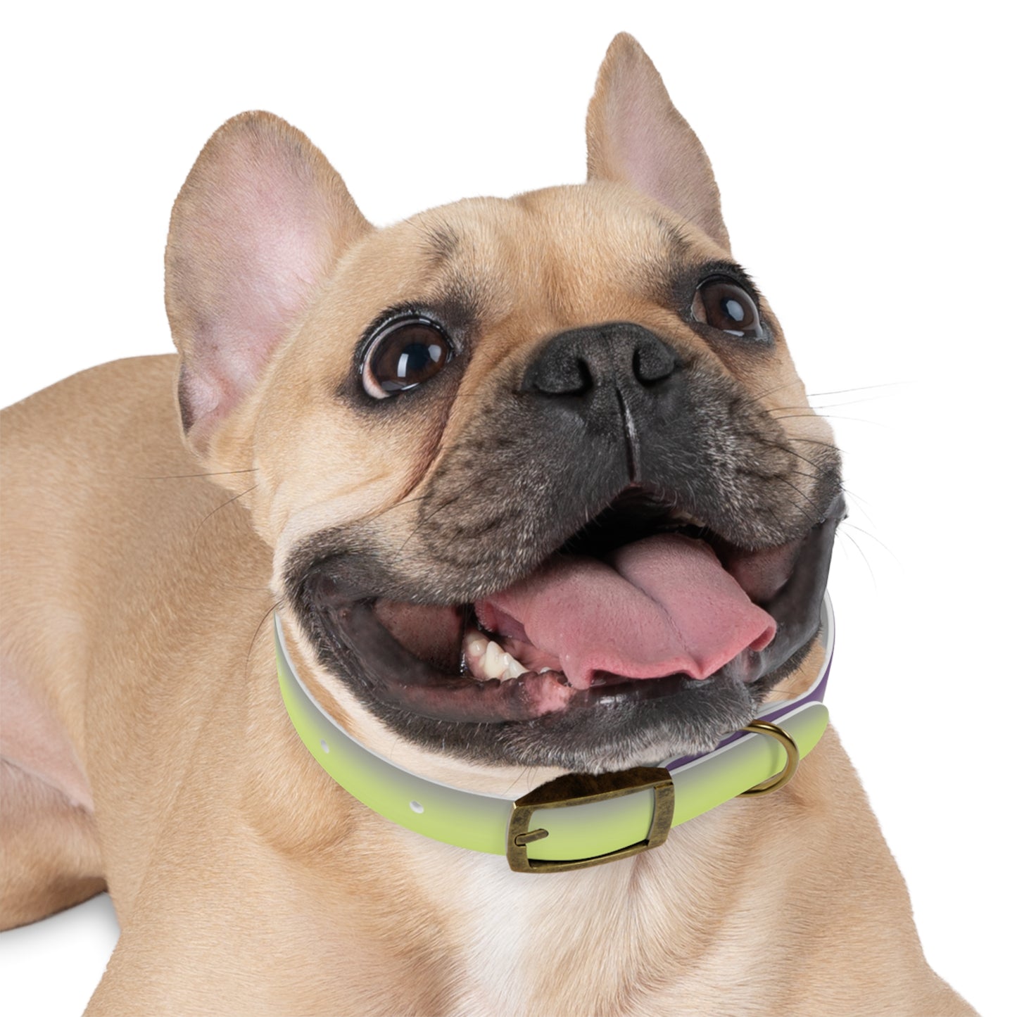 Purple Golden Fade Small Dog Collar