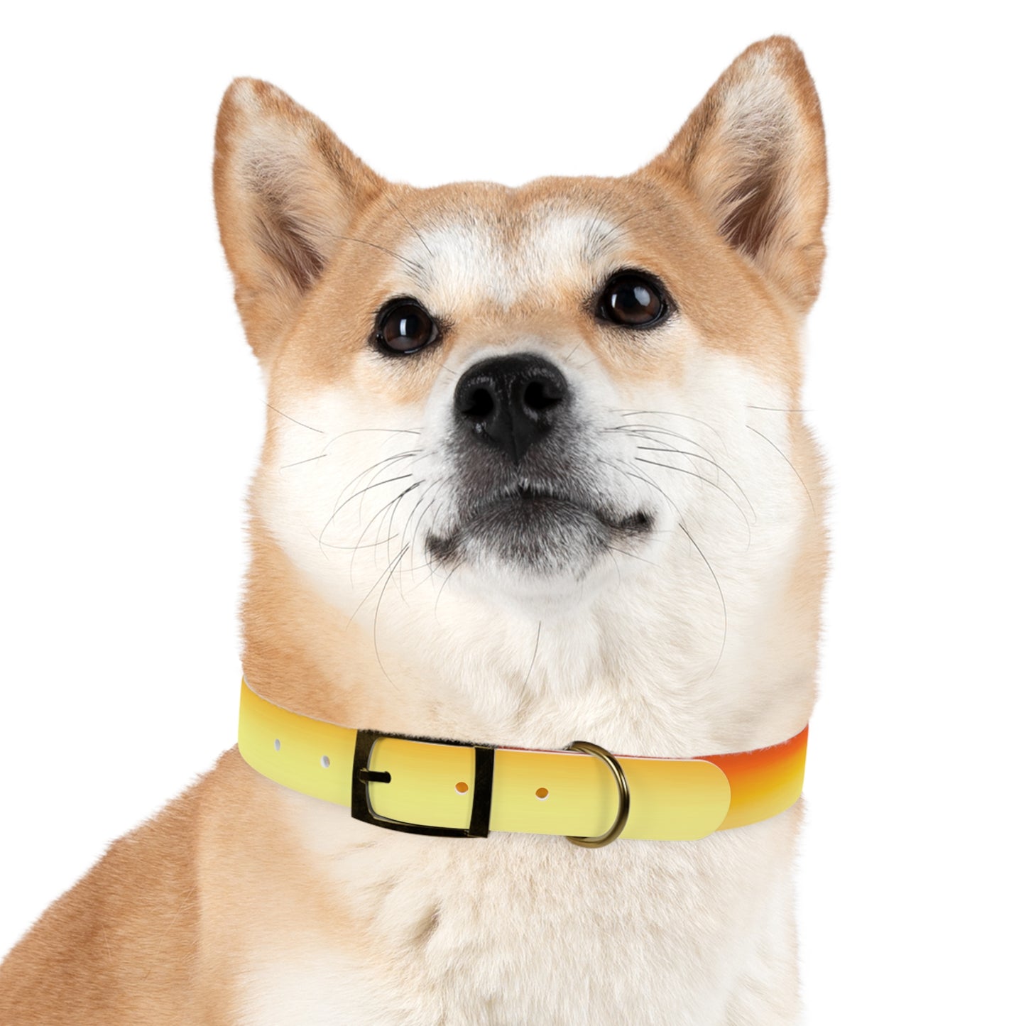 Phoenix Fade Large Dog Collar