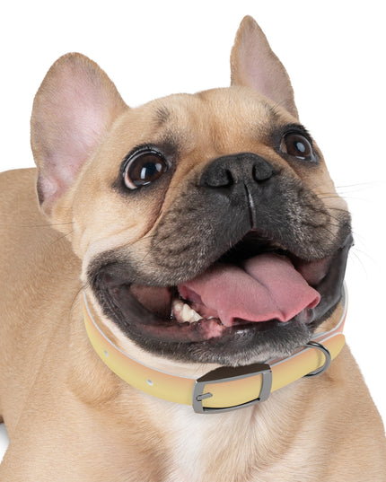 Hot Peach Fade Small Dog Collar