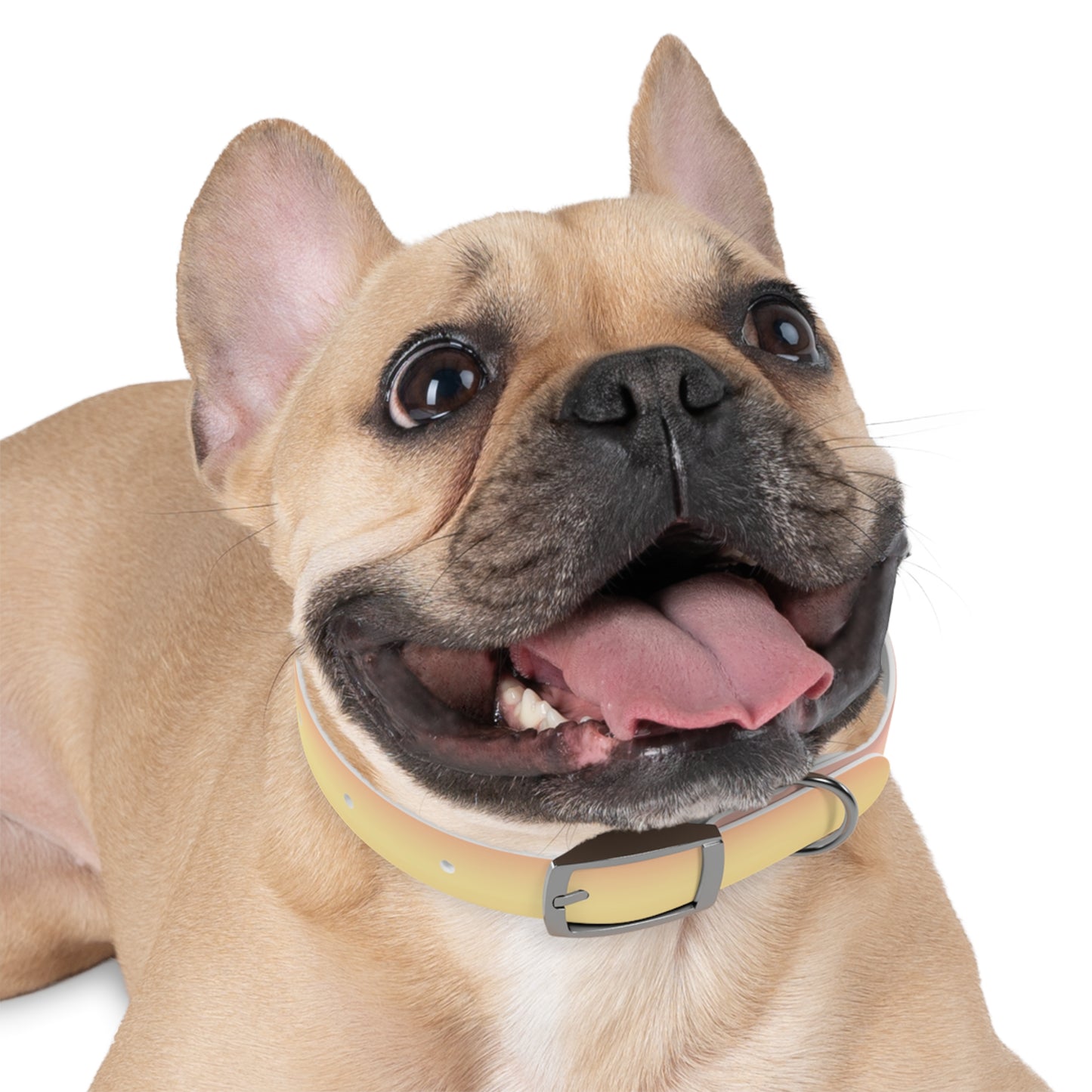 Hot Peach Fade Small Dog Collar