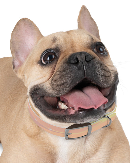 Pastel Hot Peach Patches Small Dog Collar