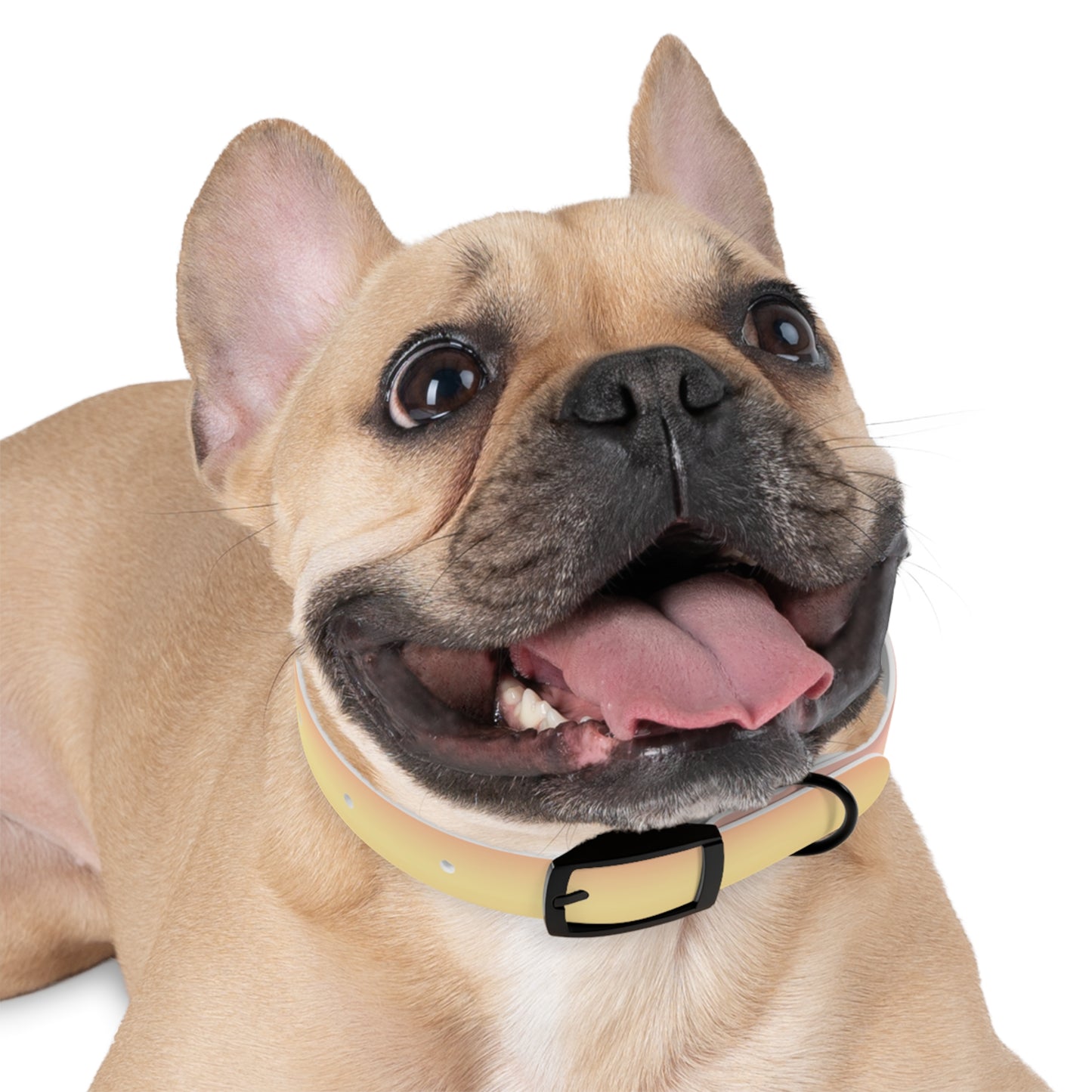 Hot Peach Fade Small Dog Collar