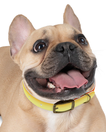 Phoenix Fade Small Dog Collar