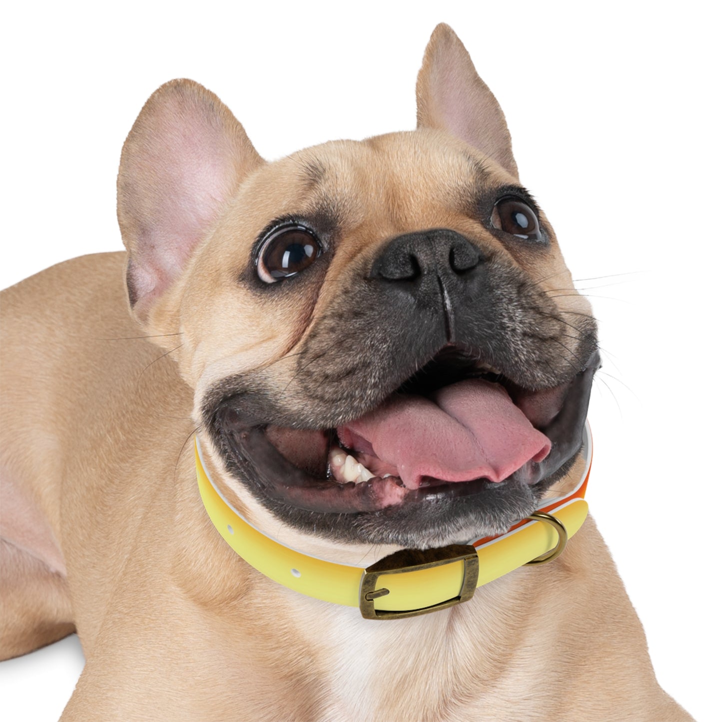 Phoenix Fade Small Dog Collar