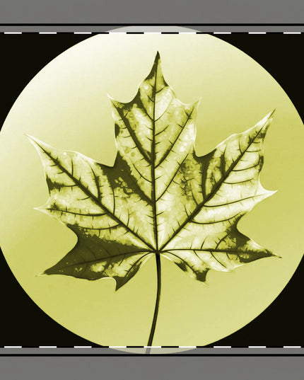 Lemongrass Maple Leaf 10" x 10" Cotton Twill Napkin