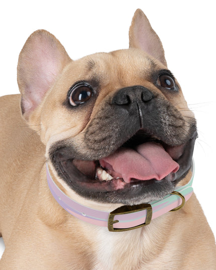 Pastel Peach and Soft Green Patches Small Dog Collar