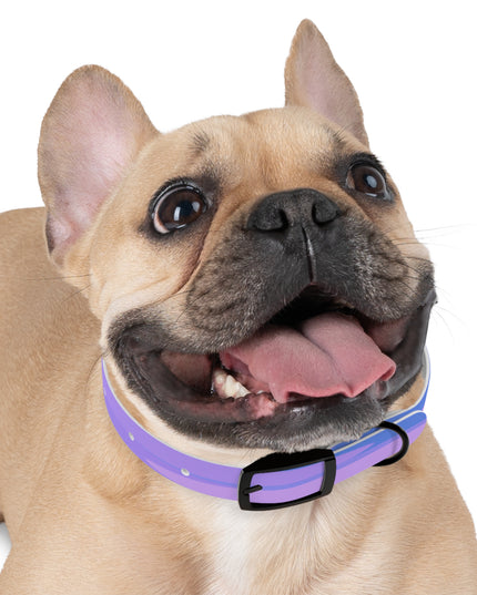 Pastel Purple Family Patches Small Dog Collar