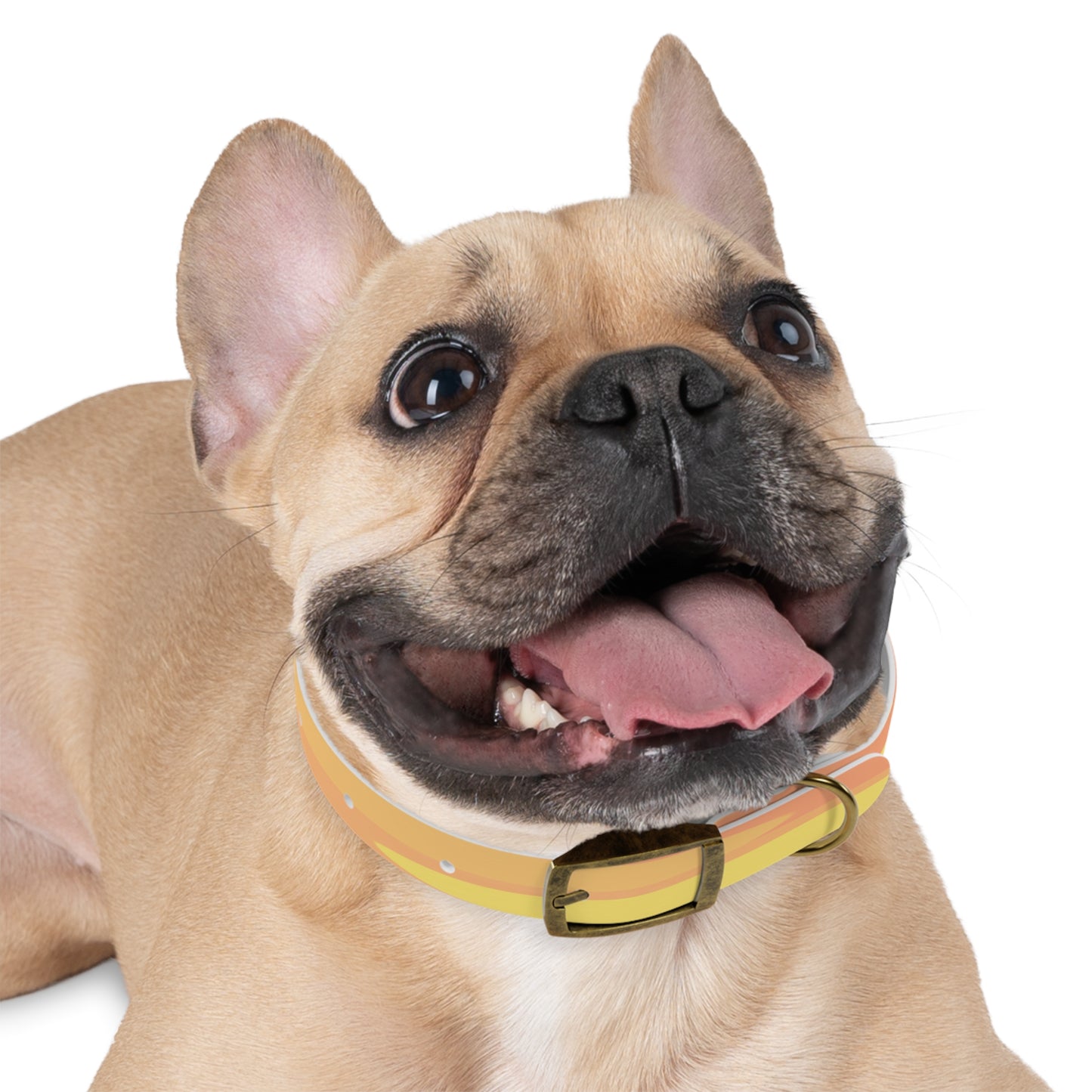 Pastel Bright Oranges Patches Small Dog Collar
